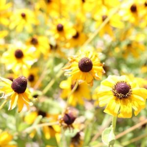 Meet your Posher, A N S L E Y